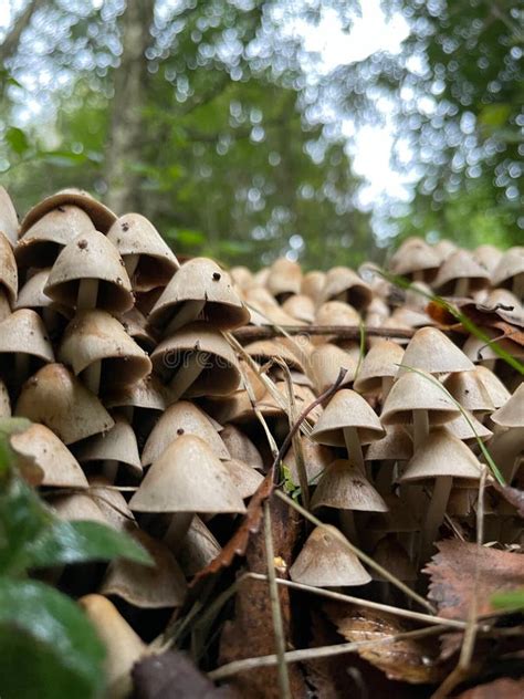 The Sacred Geometry of Psathyrella candolleana: Patterns in Magic